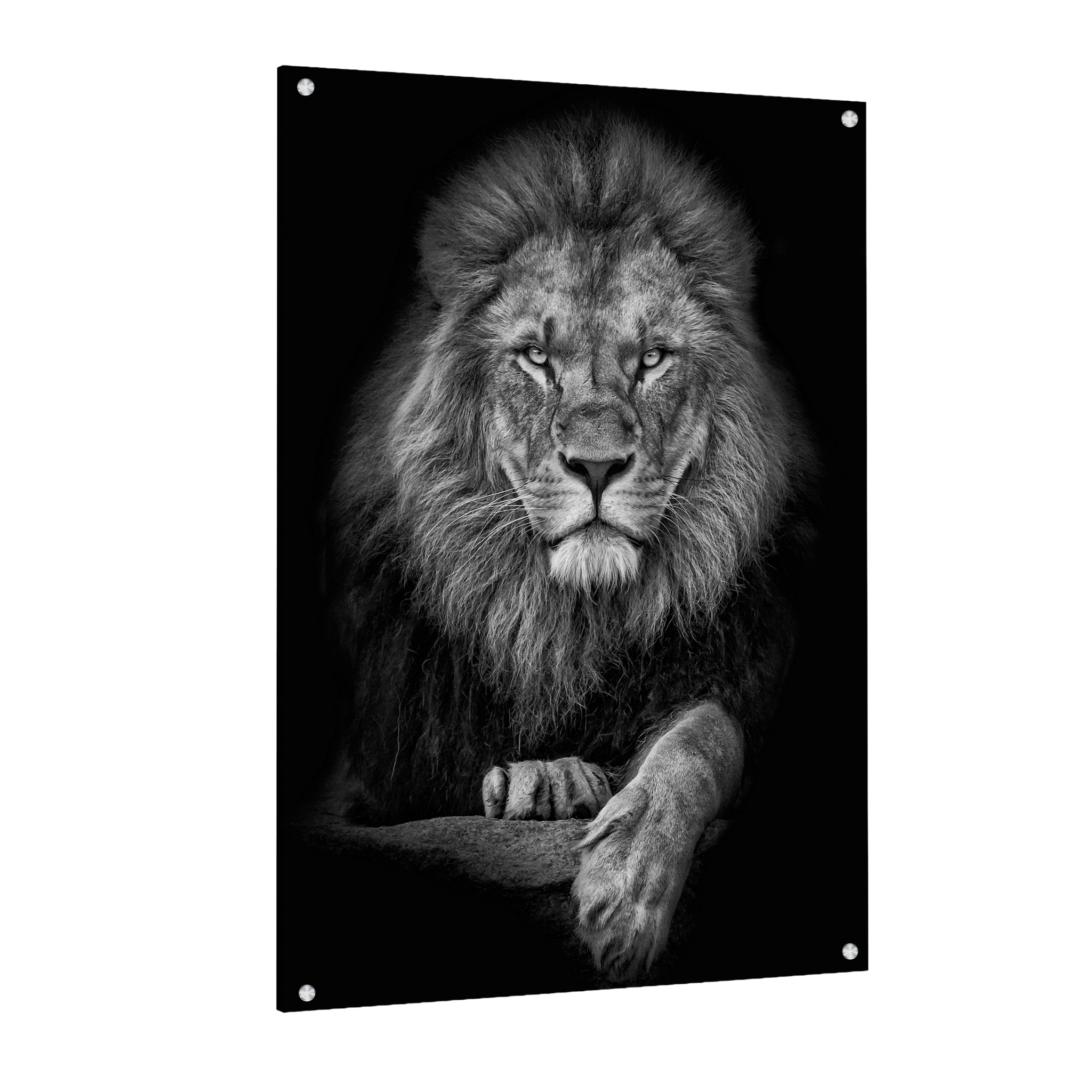 Tableau Noir et Blanc Lion - La Maison Du Tableau