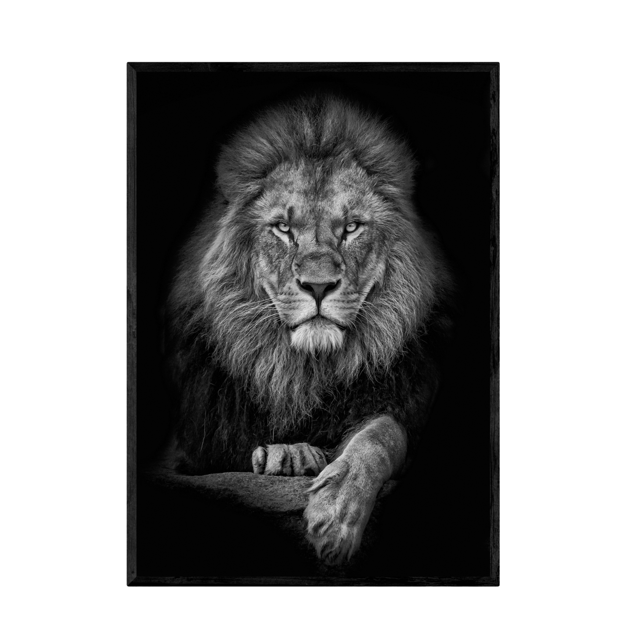 Tableau Noir et Blanc Lion - La Maison Du Tableau