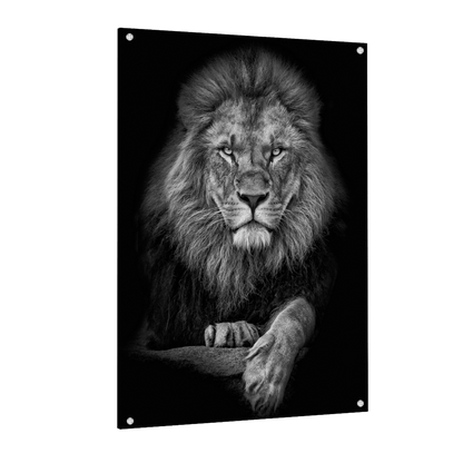 Tableau Noir et Blanc Lion - La Maison Du Tableau